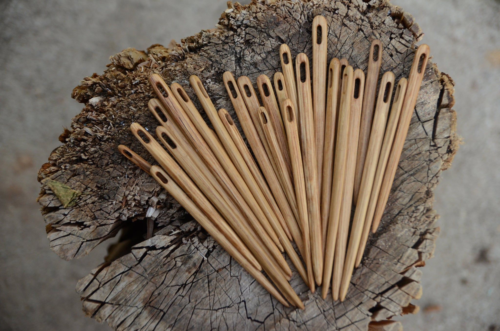 Kinnasneula tammea, 10cm